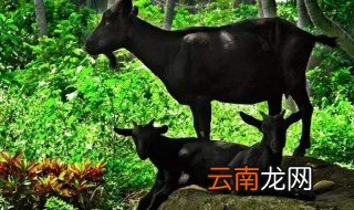 山东羊的养殖技术利润 如何养殖山东羊