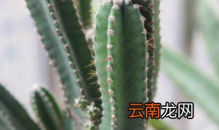 仙人掌怎么养 需做好这6步