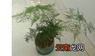 文竹怎么过冬 文竹如何过冬