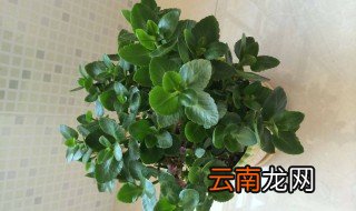 长寿花不开花的原因是什么 光照与养分不足