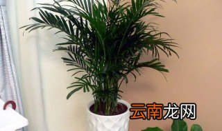 富贵椰子怎么养 以下五点需要做到