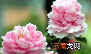 牡丹怎么养 对光照土壤水分很讲究