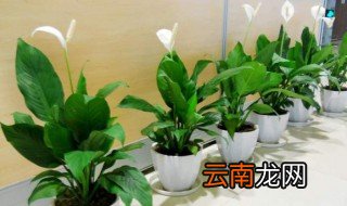 一帆风顺怎么养 需做好这五点