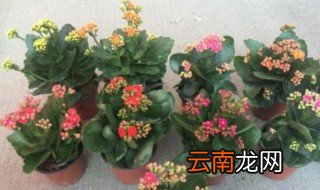 长寿花怎么养才能开花 需做好这三点