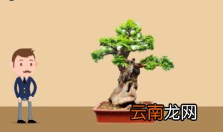 榕树盆景怎么养 榕树盆景如何养