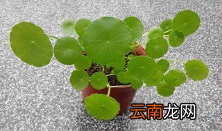 铜钱草怎么过冬 需要注意什么