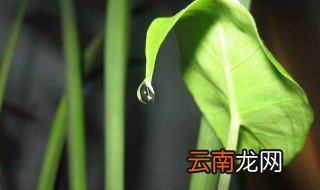 滴水观音如何安全过冬 以下五点必须做到