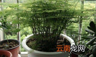 文竹多久浇一次水 用什么水浇