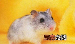 仓鼠能活多久 你知道答案了吗