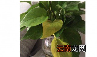 绿萝为什么叶子发黄 绿萝叶子发黄的原因及处理方法