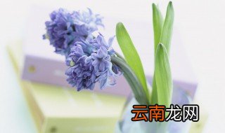 北胤白荶是什么小说 《633788》