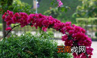 三角梅开花后如何养护 注意几点不影响明年的花开爆盆