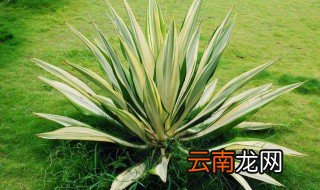 龙舌兰是什么植物 生产于哪里