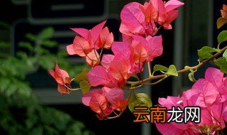三角梅北方冬季会冻死吗 大约零下几度会冻死