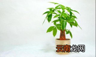 发财树什么时候开花 原产于哪里