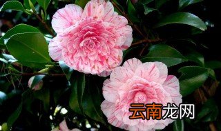 山茶花有什么特点 植株高度是多少