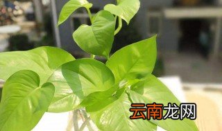 绿萝可以放在卧室吗 数量有要求