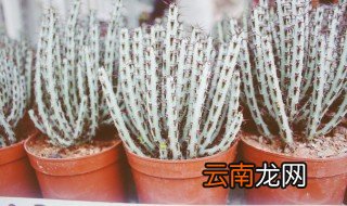 铜绿麒麟一天晒几小时 夏季冬季需求不同