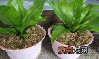 山上的土可以养花吗 需要注意什么