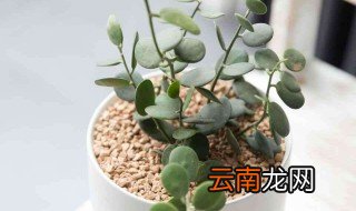 碧雷鼓一天晒几小时 需要注意什么