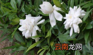 栀子花怎么养护 水分光照都不能少