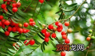 红豆杉能水培么 需要注意什么