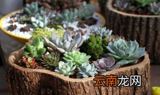 哪些盆不能养花 赶紧来看看吧