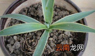 龙舌兰冬天怎么养 做到这4点就够了