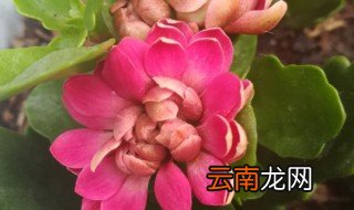 长寿花是多肉吗 寓意很美好