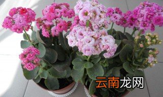 长寿花如何浇水 不同季节的浇水方法