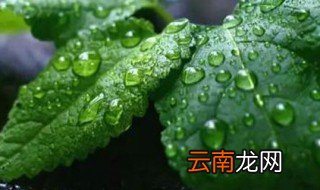 薄荷可以水养吗 需定期换水
