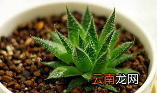 养花为什么不能用大盆 你知道答案了吗