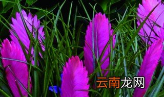 铁兰花有毒吗 能净化室内吸收有害物质