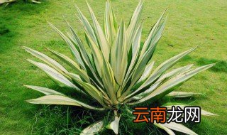 龙舌兰是芦荟吗 龙舌兰属于什么植物