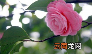 山茶花有香味吗 别称叫什么