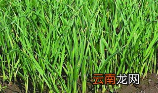 十二月种什么菜合适 推荐5种菜