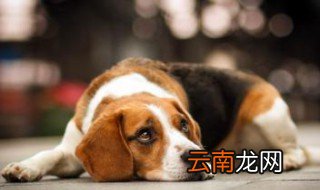 比格犬为什么很少人养 比格犬的介绍