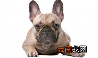 狗吐黄水怎么回事 要带它去看兽医吗