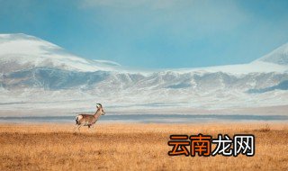 藏羚羊是哪里特有的动物 主要分布在哪里