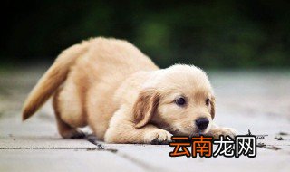 狗狗打嗝怎么回事 狗狗肠胃不好会引起打嗝吗