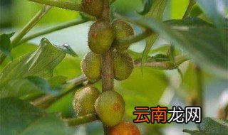 五指毛桃种植亩产需要成本多少 你了解吗
