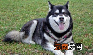 阿拉斯加介绍 阿拉斯加的发展历史