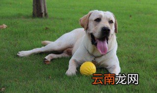 训练拉布拉多犬的技巧 拉布拉多日常5个训练方法