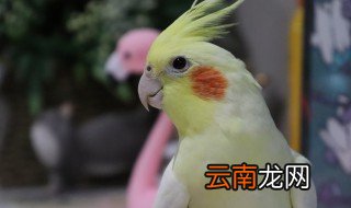 宠物推荐：玄凤鹦鹉 爱鹉人士的最佳选择