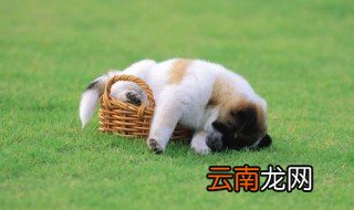 刚满月的小狗吃什么 可以吃狗粮了吗