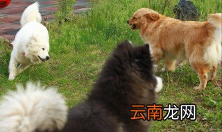 一窝的小狗打架需要管吗 需要把它们分开吗