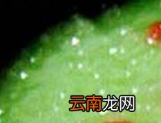 瘦身粥如何做 瘦身粥的各种做法