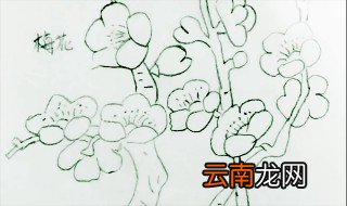 梅花怎么画简单又好看 手把手一步步画出漂亮梅花