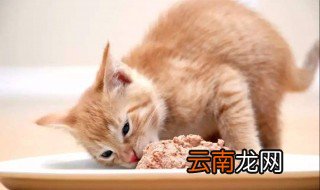 小猫几天吃一次罐头 每餐都可以吃吗