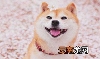 柴犬的缺点是什么 柴犬的介绍